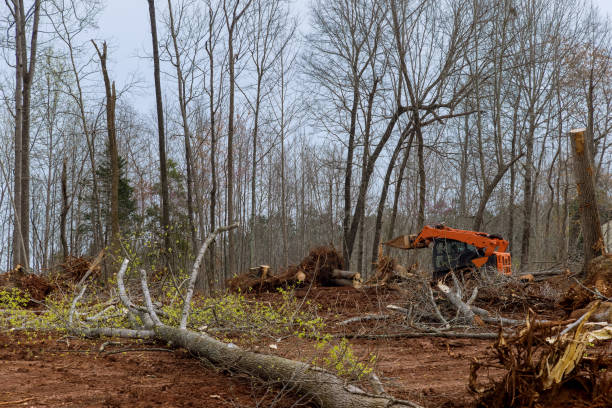 Best Stump Grinding and Removal  in West Liberty, WV