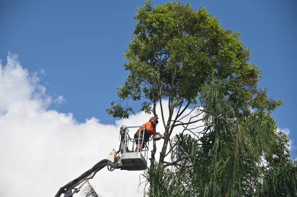 Best Tree Preservation Services  in West Liberty, WV