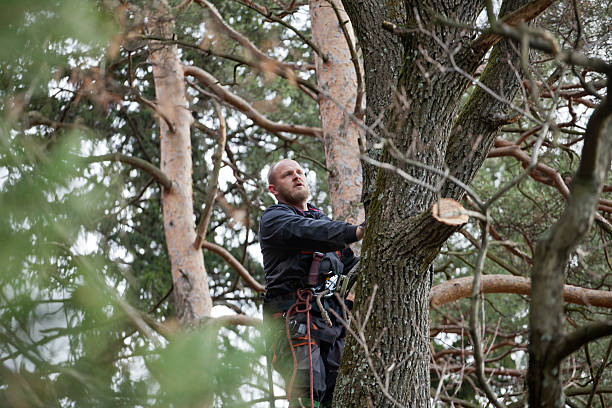 Best Tree Maintenance Programs  in West Liberty, WV