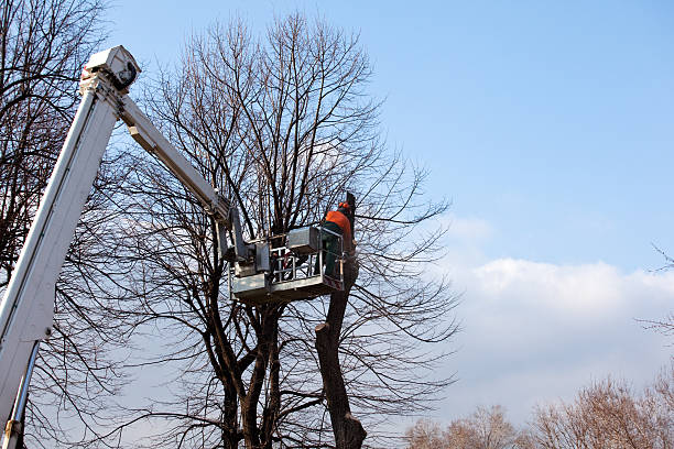 Best Tree Removal Service  in West Liberty, WV