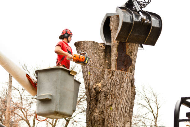  West Liberty, WV Tree Services Pros